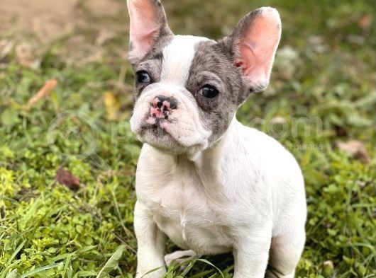 Efsane French Bulldog Yavrularimiz görsel