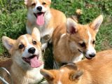 Türki̇yede Tek Welsh Corgi̇ Yavrular