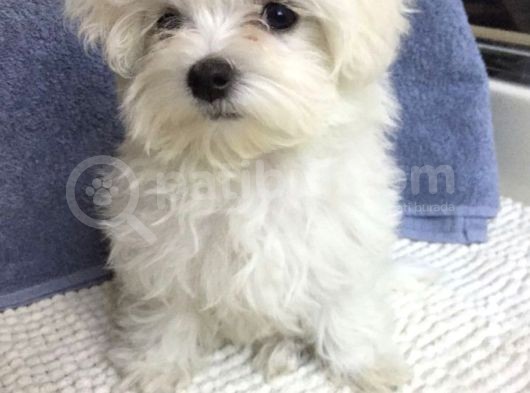 Sıfır Numara Maltese Mini Yavrular görsel
