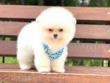 En İyisi Erkek Pomeranian Boo