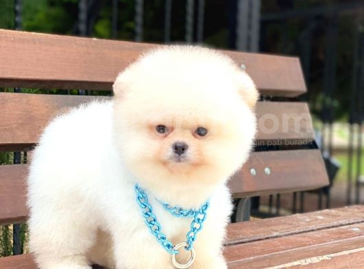 En İyisi Erkek Pomeranian Boo görsel