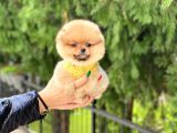 En Kaliteli Pomeranian Boo Yavrular
