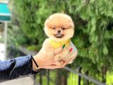En Kaliteli Pomeranian Boo Yavrular