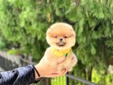 En Kaliteli Pomeranian Boo Yavrular