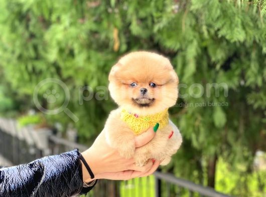 En Kaliteli Pomeranian Boo Yavrular