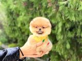En Kaliteli Pomeranian Boo Yavrular