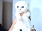 Süt Beyaz Si̇lver Ns1133 Scottish Fold