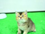 Muhteşem Kafa Yapisina Sahi̇p Ny25 Golden Bri̇ti̇sh Shorthai̇r