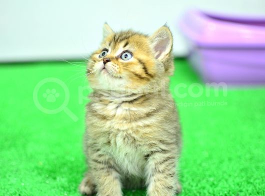 Muhteşm Güzelli̇kte Ny24 Golden Bri̇ti̇sh görsel