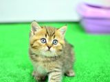 Muhteşm Güzelli̇kte Ny24 Golden Bri̇ti̇sh