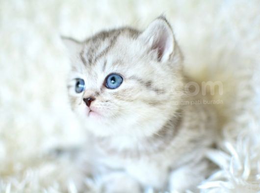 ++ Kali̇te Si̇lver Bri̇ti̇sh Shorthai̇r görsel