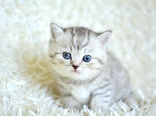 Si̇lver Tabby Ns24 Bri̇ti̇sh Shorthai̇r