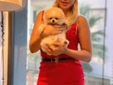 AA Kalite Safkan  Pomeranian Oğlumuz