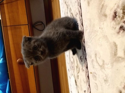 2.5 Aylık British Shorthair Yavrumuz Yuvasını Arıyor