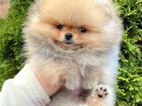 Ayı Surat Boo Pomeranian Yavrular