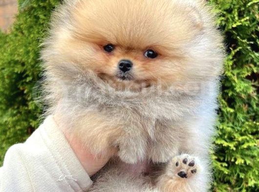 Ayı Surat Boo Pomeranian Yavrular görsel