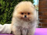 Ayı Surat Boo Pomeranian Yavrular