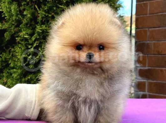Ayı Surat Boo Pomeranian Yavrular görsel