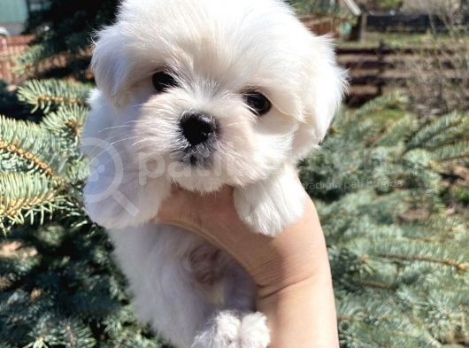 Mini Boy Maltese Sevimli Yavrular görsel