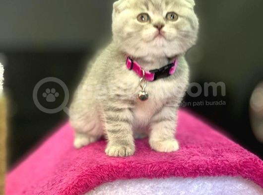 Show Kali̇te Safkan Scoti̇sh Fold Efsane Yavrumuz Si̇fi̇r Kulak görsel
