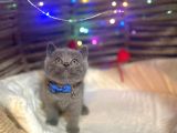 Show Kali̇te Top Kafa British Shorthair Yavrumuz