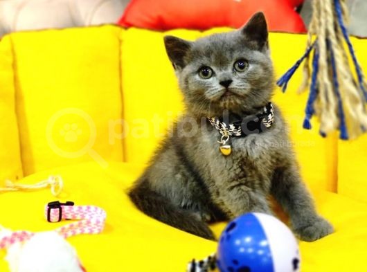 Tombul British Shorthair Bebek Yavrumuz görsel
