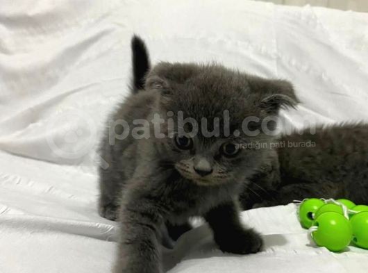 Yavru Scotish Fold Kedilerimiz Yeni Sahiplerini Bekliyor görsel