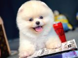Ayı Surat Pomeranian Boo Yavrularımız