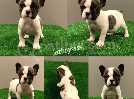 Sevimli French Bulldog Dişi Yavrumuz