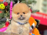 Safkan Teddy Surat Pomeranian Boo Yavrularımız
