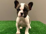 Sevimli French Bulldog Dişi Yavrumuz