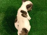 Sevimli French Bulldog Dişi Yavrumuz