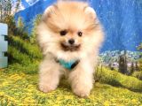 Pomeranian Boo Yavrularımız