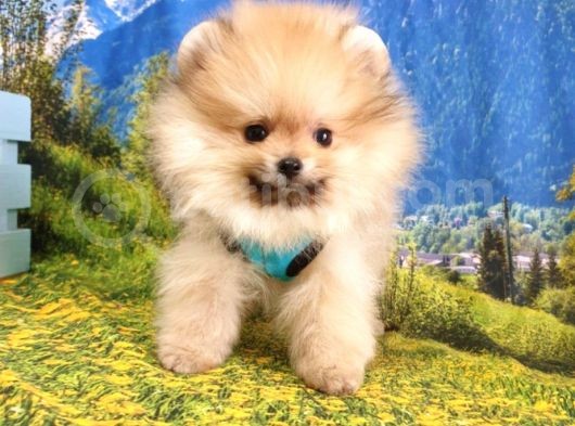 Pomeranian Boo Yavrularımız görsel