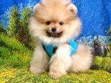 Pomeranian Boo Yavrularımız