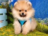 Pomeranian Boo Yavrularımız