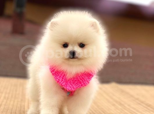 Pomeranian Boo Teddy Face Mini Dişi Yavrumuz görsel
