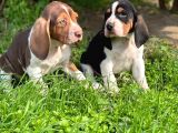 Kaliteli Basset Hound Bebekler