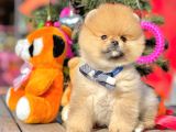 Ayı Surat Boo Pomeranian Yavrular