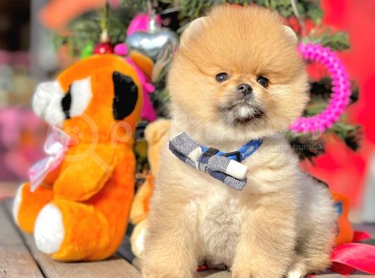 Ayı Surat Boo Pomeranian Yavrular görsel