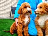 Türki̇yede Tek Orji̇nal Mi̇ni̇ Labradoodle Bebekler