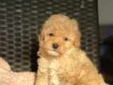 Bebek Surat Toy Poodle Yavrularimiz