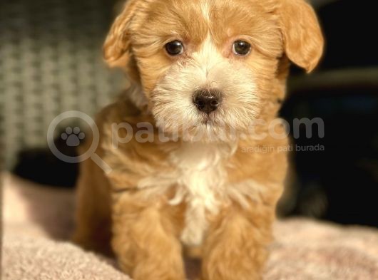 Show Kalite Maltipoo Bebekler