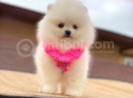 Pomeranian Boo Teddy Face Mini Dişi Yavrumuz görsel