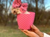 Bardak Boy Maltipoo Bebekler