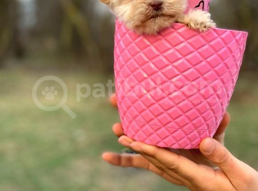 Bardak Boy Maltipoo Bebekler görsel