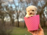 Küçük Maltipoo Bebeğim