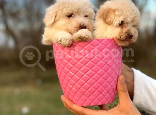 0 Numara Maltipoo görsel