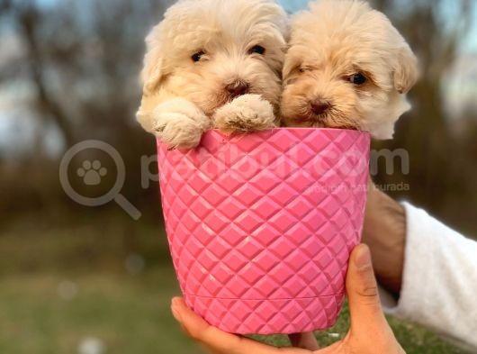 0 Numara Maltipoo görsel