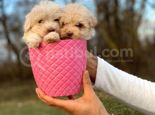 0 Numara Maltipoo görsel